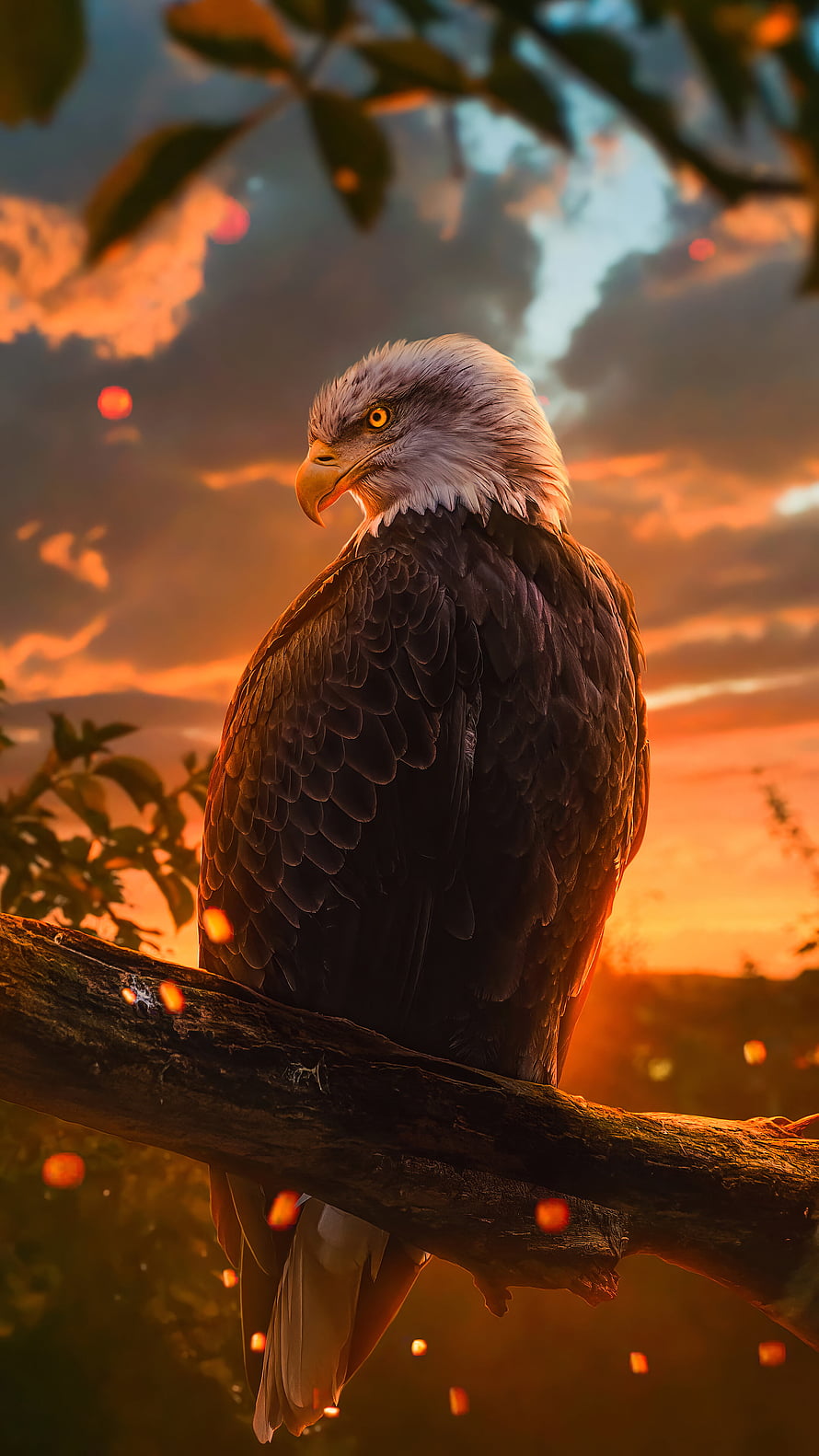 Majestic Bald Eagle Perched on Branch Against Dramatic Sunset Sky HD phone wallpaper