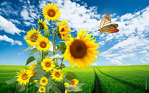 Vibrant Sunflowers and Butterfly in a Green Field Under Blue Sky HD wallpaper
