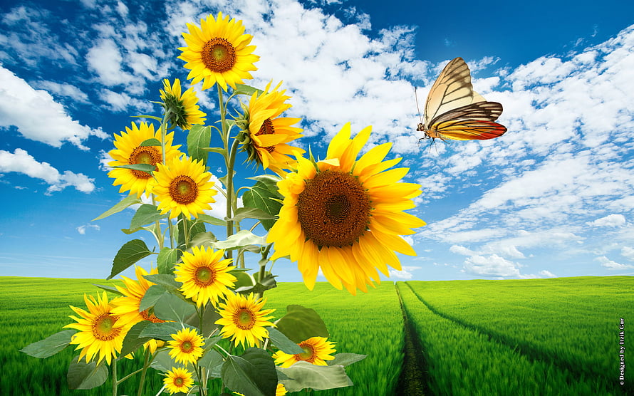 Vibrant Sunflowers and Butterfly in a Green Field Under Blue Sky HD wallpaper