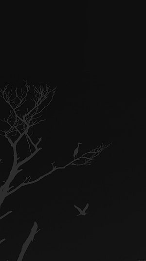 Minimalist Dark Nature Wallpaper with Silhouetted Birds and Bare Tree Branches HD phone wallpaper