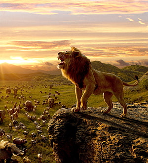 Majestic Lion Roaring on Cliff Overlooking African Savanna Wildlife at Sunset HD phone wallpaper