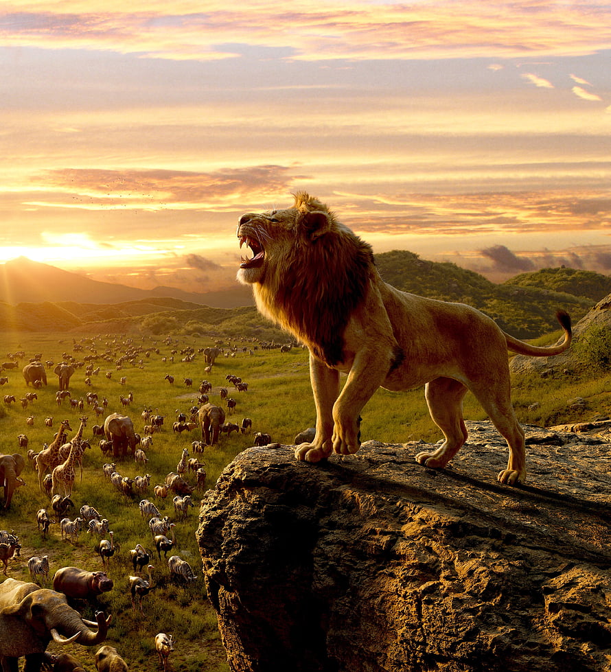 Majestic Lion Roaring on Cliff Overlooking African Savanna Wildlife at Sunset HD phone wallpaper