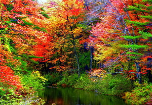 Vibrant Autumn Forest with Colorful Foliage Reflected in a Calm River HD wallpaper