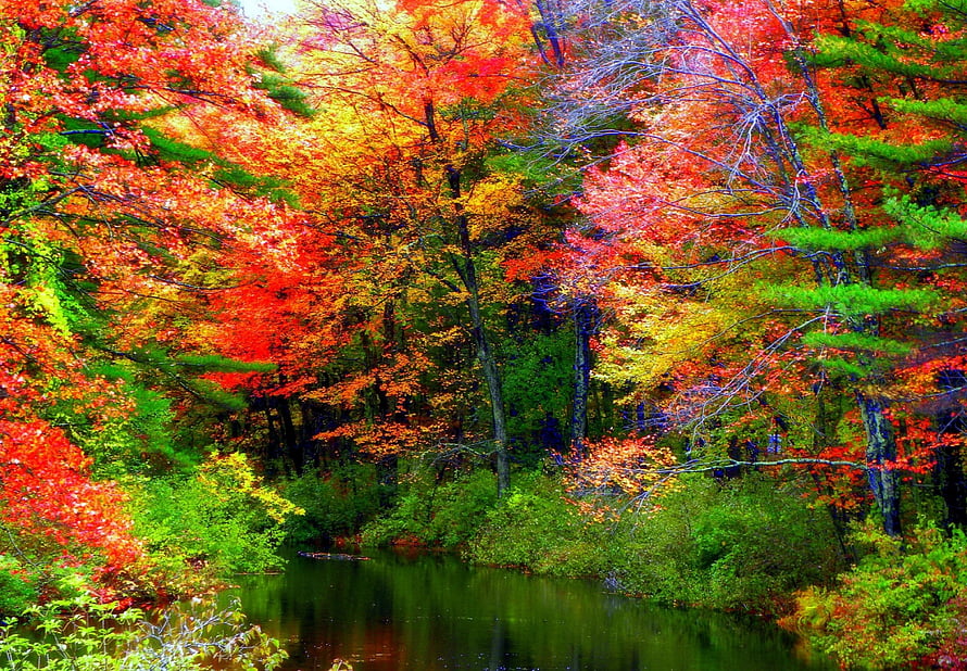 Vibrant Autumn Forest with Colorful Foliage Reflected in a Calm River HD wallpaper