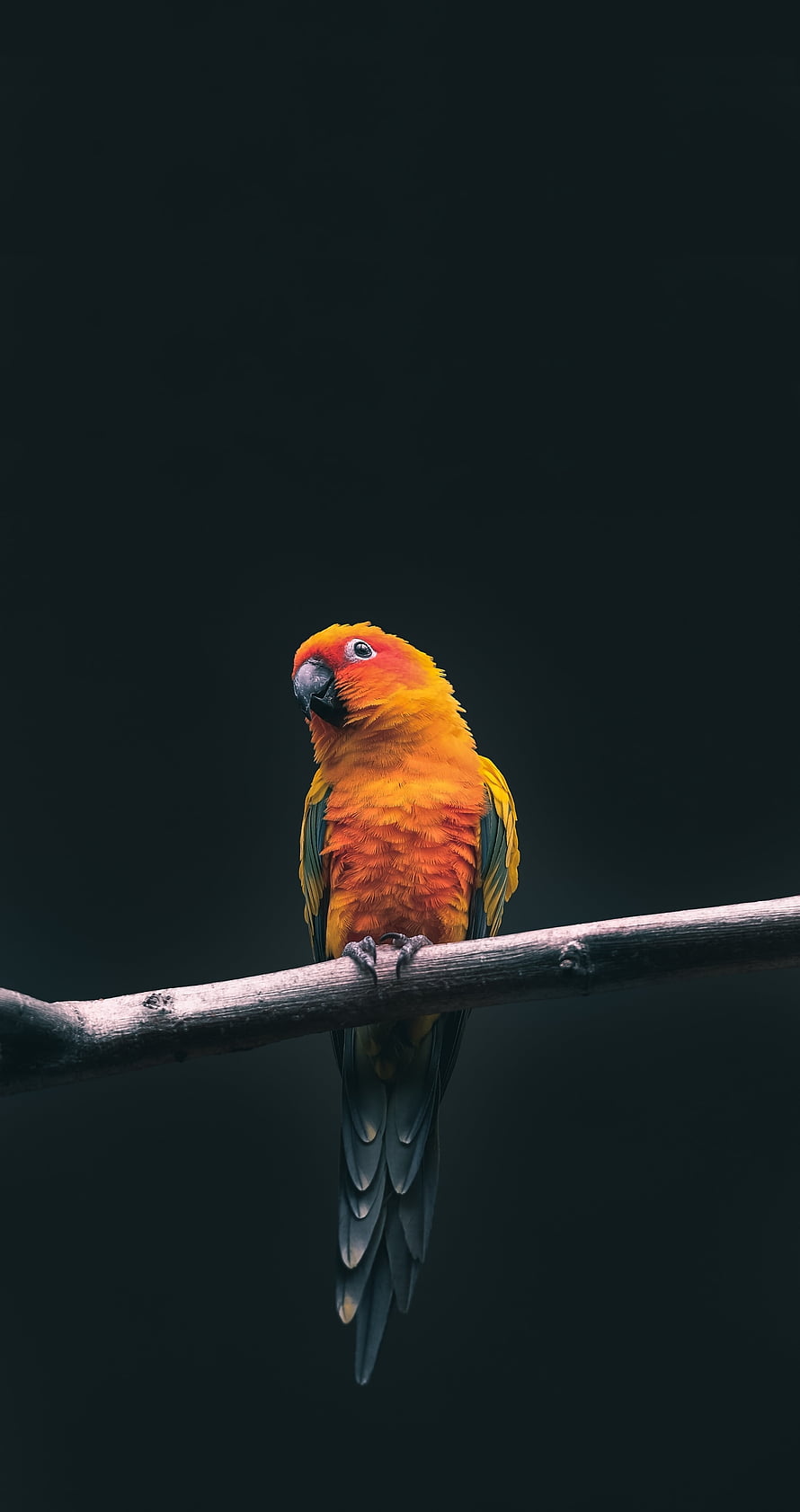 Vibrant Sun Conure Parrot Perched on a Branch Against a Dark Background HD phone wallpaper