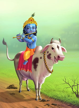 Baby Krishna Playing Flute While Riding a White Cow in a Lush Green Field HD phone wallpaper