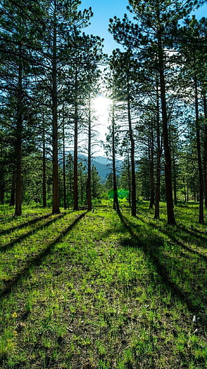 Sunlight Filtering Through Tall Pine Trees in a Lush Green Forest with Distant Mountains HD phone wallpaper