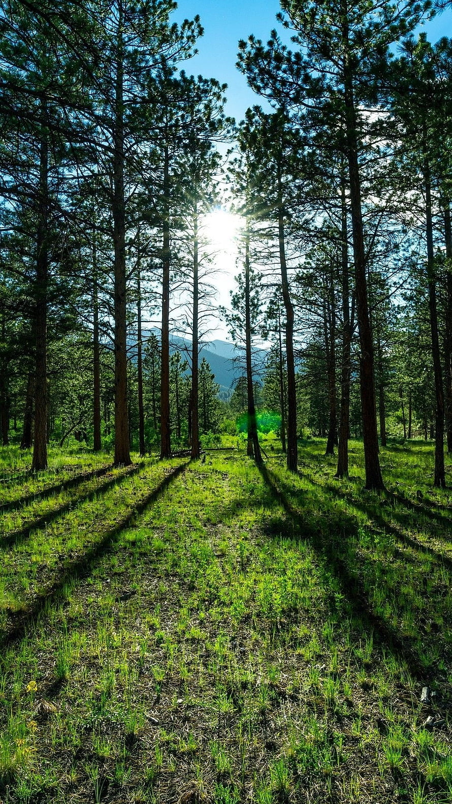 Sunlight Filtering Through Tall Pine Trees in a Lush Green Forest with Distant Mountains HD phone wallpaper