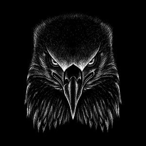 Detailed Black and White Eagle Head Illustration with Intense Gaze HD phone wallpaper