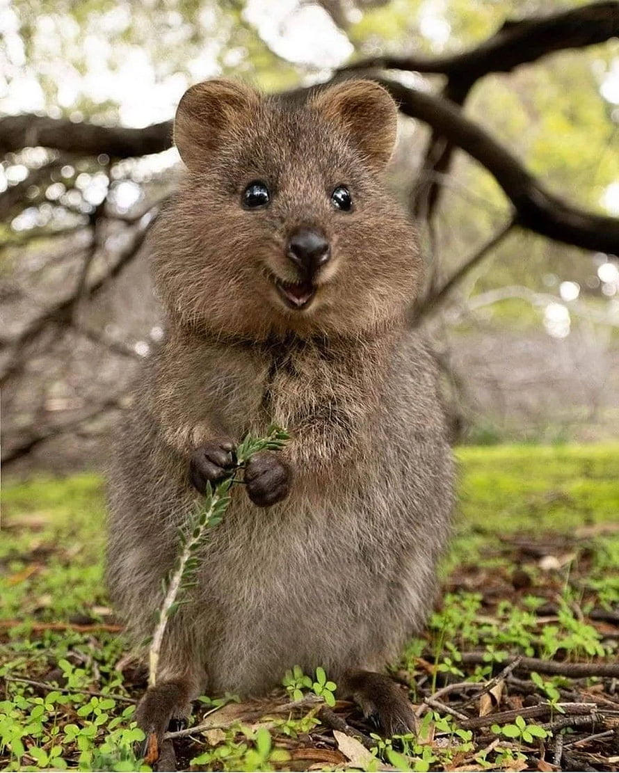Cute Quokka Holding a Green Twig in a Lush Forest Setting HD phone wallpaper
