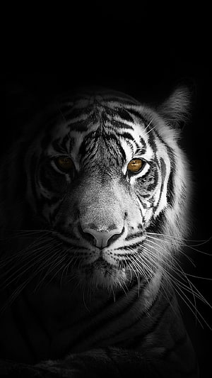 Majestic White Tiger Portrait With Golden Eyes In Dramatic Black And White Lighting HD phone wallpaper