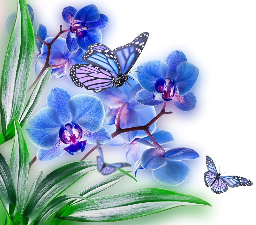 Blue Orchid Blooms with Purple and Blue Butterflies on a White Background HD wallpaper