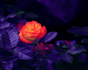 Vibrant Orange Rose with Purple Leaves in Dark Moody Setting HD wallpaper
