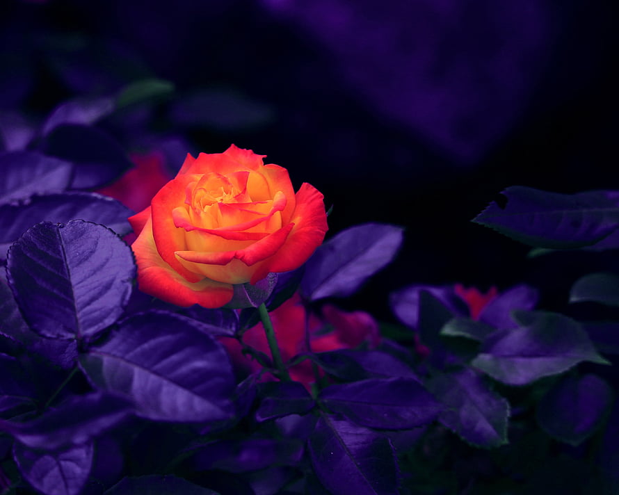 Vibrant Orange Rose with Purple Leaves in Dark Moody Setting HD wallpaper