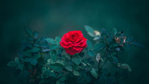 Vibrant red rose in full bloom against a dark moody green garden background HD wallpaper