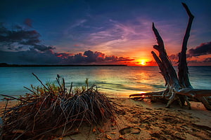 Vivid sunset over a calm lake with a weathered driftwood tree on the sandy shore HD wallpaper