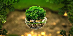 Sustainable Earth Concept with Tree Growing in Glass Sphere HD wallpaper