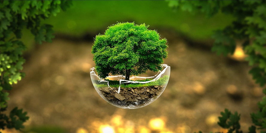 Sustainable Earth Concept with Tree Growing in Glass Sphere HD wallpaper