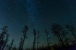 Silhouetted Winter Trees Framing a Dense Starry Night Sky HD wallpaper