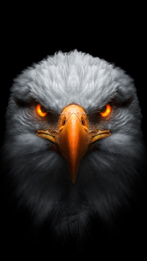 Close-up portrait of a fierce eagle with glowing orange eyes against a black background HD phone wallpaper
