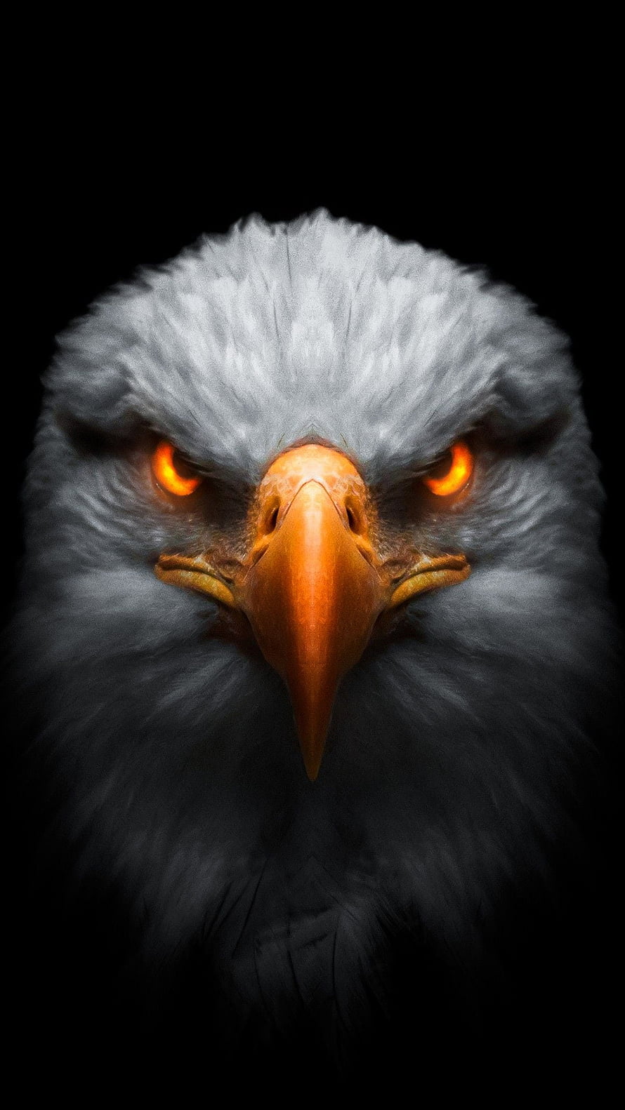 Close-up portrait of a fierce eagle with glowing orange eyes against a black background HD phone wallpaper