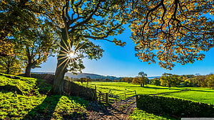 Sunlit Oak Tree Overlooking Green Pastures and Stone Walls in the English Countryside HD wallpaper