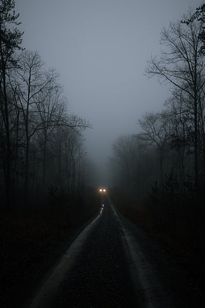 Misty Forest Road at Dusk with Distant Car Headlights HD phone wallpaper