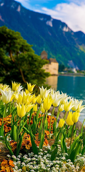 Yellow and white tulips blooming along the shore of Lake Geneva with Chillon Castle and the Swiss Alps in the background HD phone wallpaper