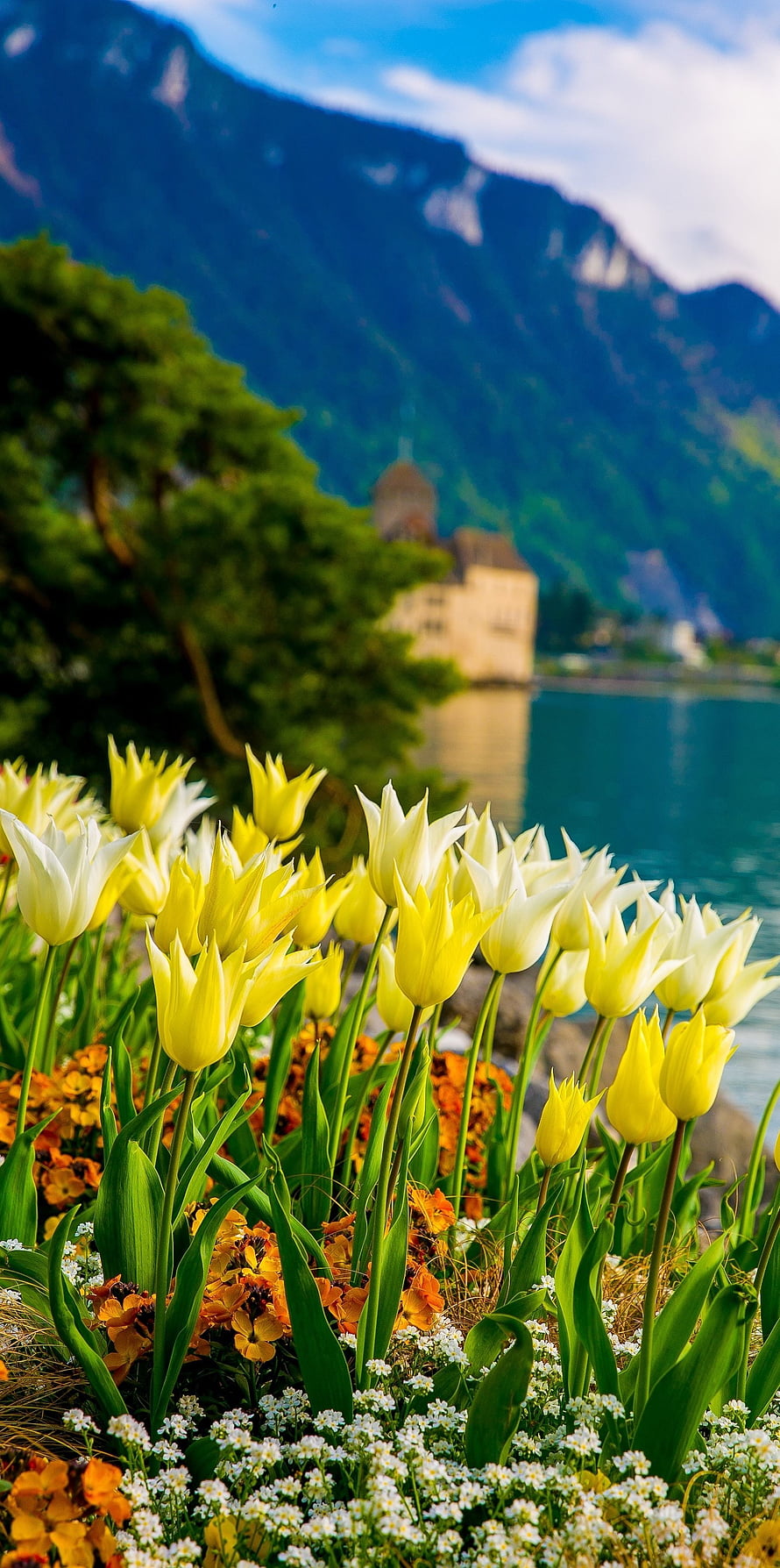 Yellow and white tulips blooming along the shore of Lake Geneva with Chillon Castle and the Swiss Alps in the background HD phone wallpaper