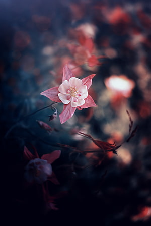 Delicate Pink and White Columbine Flower in Soft Focus HD phone wallpaper
