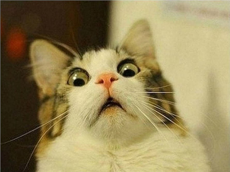 Wide-Eyed White and Tabby Cat with Surprised Expression HD wallpaper