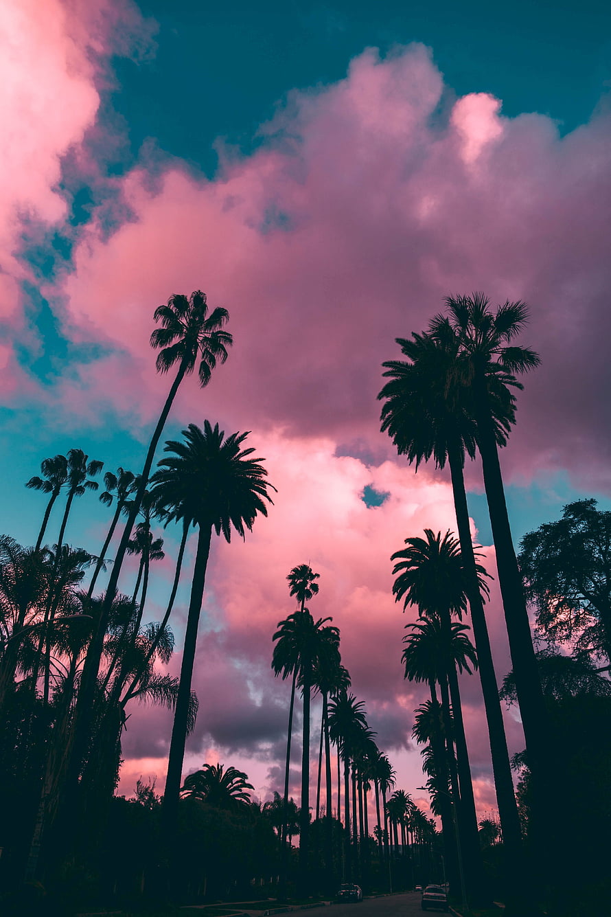 Silhouetted Palm Trees Against a Vibrant Pink and Teal Sunset Sky HD phone wallpaper