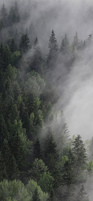 Misty Pine Forest Landscape With Fog Rolling Through Evergreen Trees HD phone wallpaper