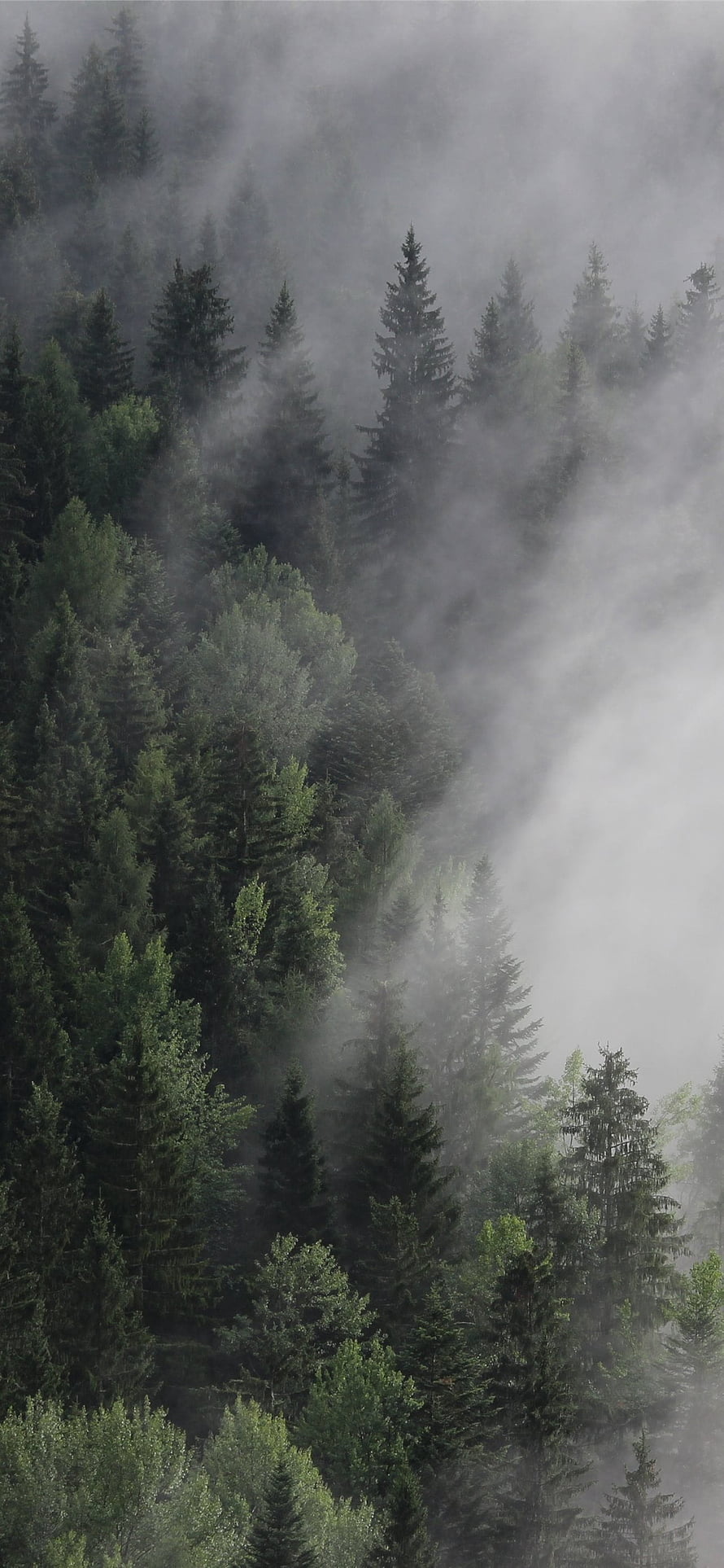 Misty Pine Forest Landscape With Fog Rolling Through Evergreen Trees HD phone wallpaper