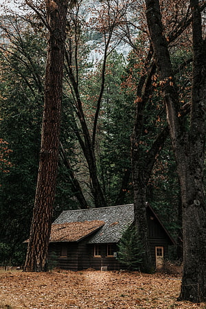 Secluded Dark Wood Cabin Surrounded by Tall Pine Trees in Autumn Forest HD phone wallpaper