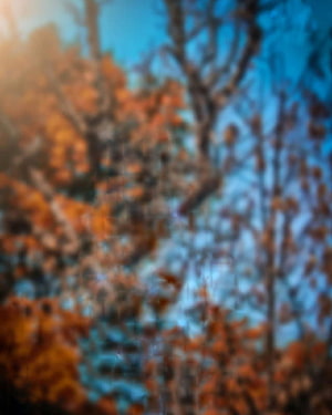 Abstract Blurred Autumn Forest With Orange Leaves And Blue Sky Background HD phone wallpaper