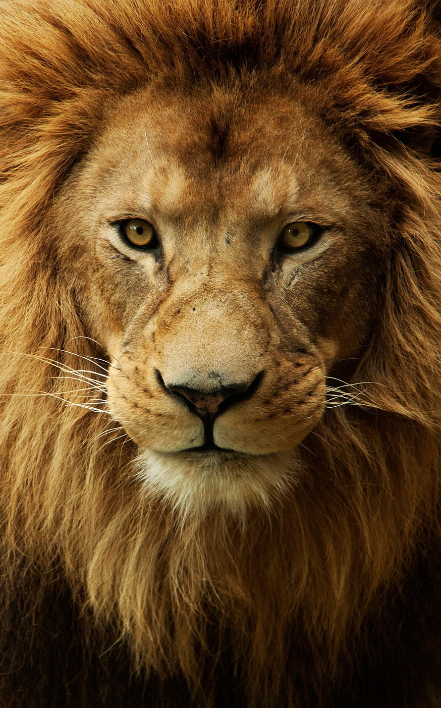 Majestic Male Lion Portrait With Golden Eyes And Thick Mane, Angry Lion, Angry Face HD phone wallpaper