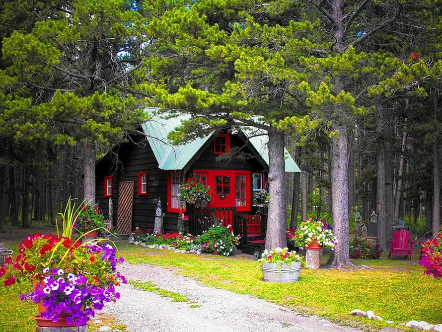 Charming Black Log Cabin with Red Accents Nestled in Pine Forest HD wallpaper