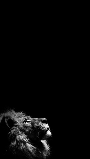 Majestic Lion Head in Black and White Profile Against Dark Background HD phone wallpaper