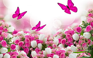 Vibrant Pink Butterflies Fluttering Over a Lush Garden of Pink Roses and White Tulips HD wallpaper