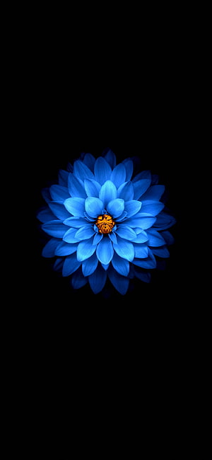Vibrant Blue Dahlia Flower with Orange Center on Black Background HD phone wallpaper