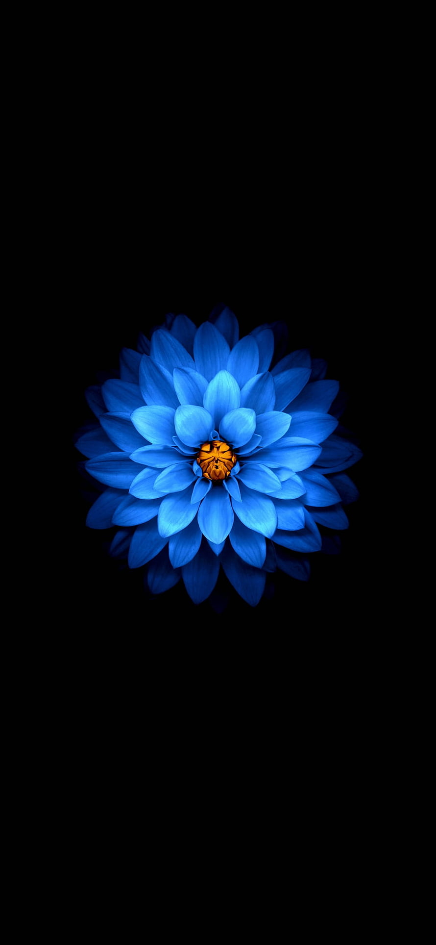 Vibrant Blue Dahlia Flower with Orange Center on Black Background HD phone wallpaper