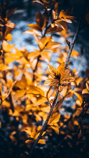 Golden Autumn Leaves on Branches with Blue Background HD phone wallpaper
