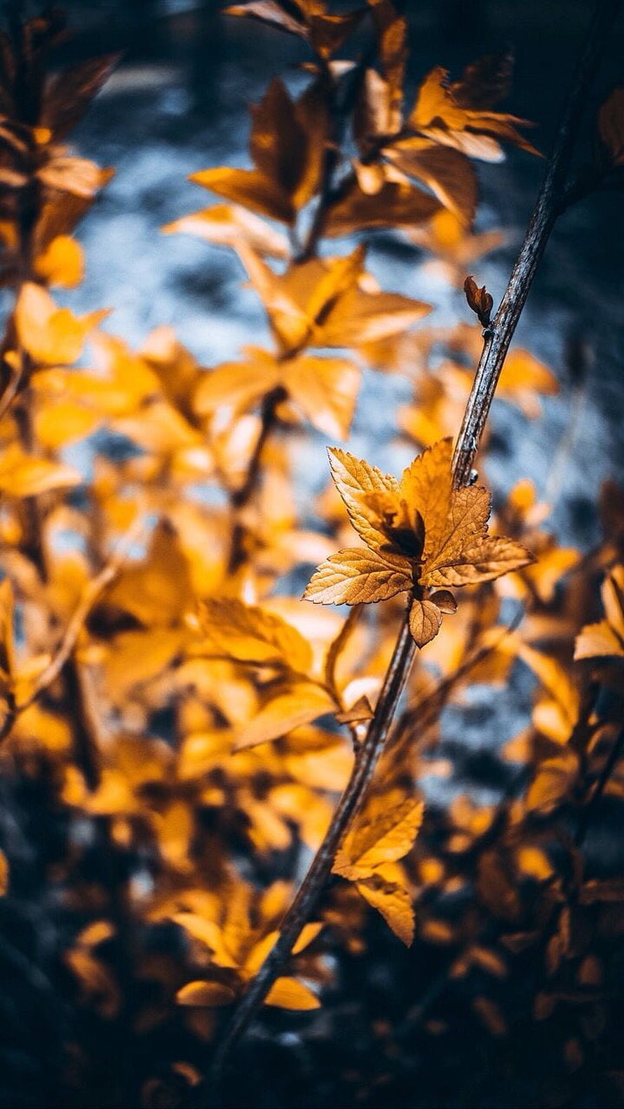 Golden Autumn Leaves on Branches with Blue Background HD phone wallpaper