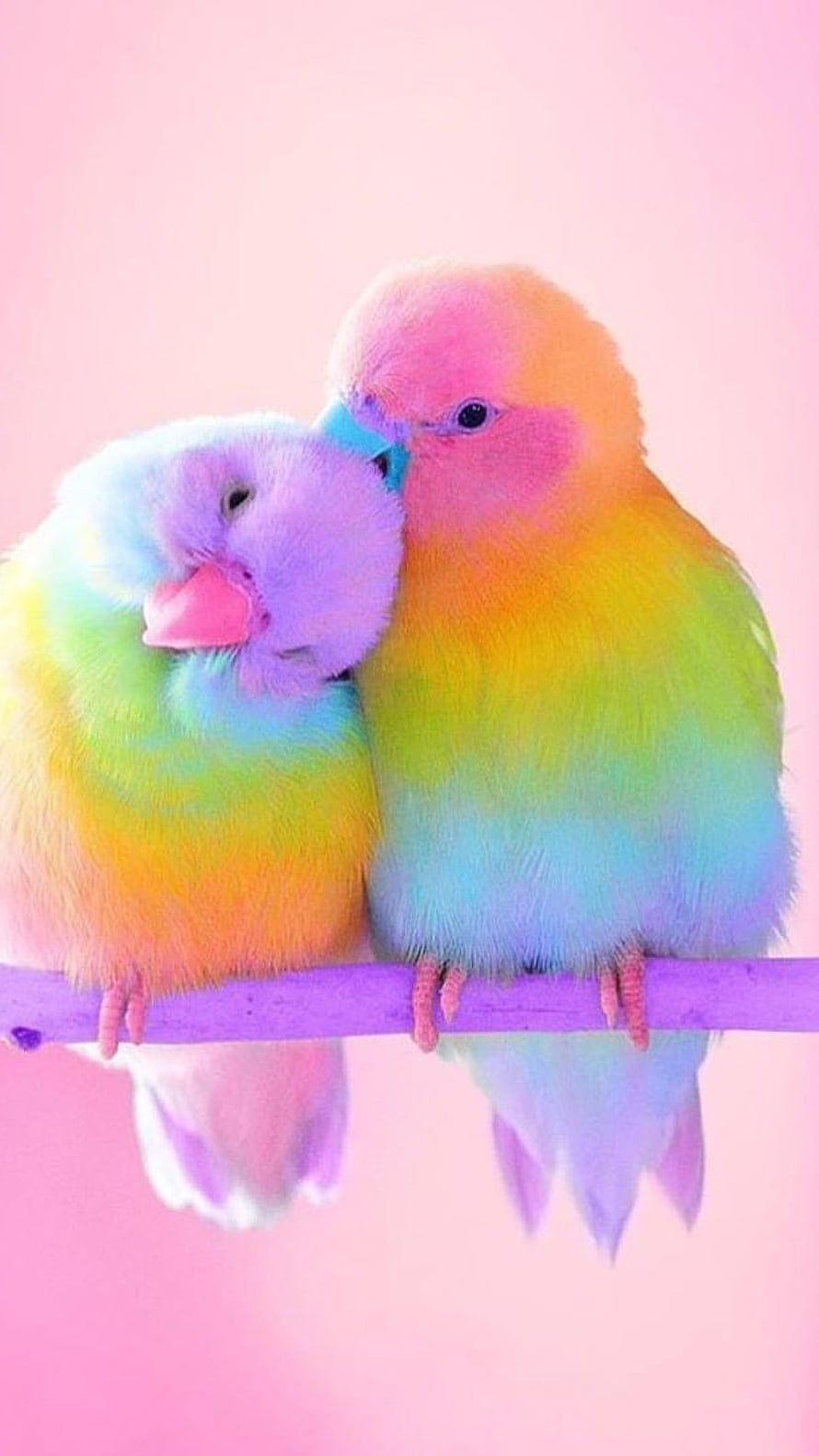 Rainbow Lovebirds Perched Together on a Purple Branch Against a Soft Pink Background HD phone wallpaper
