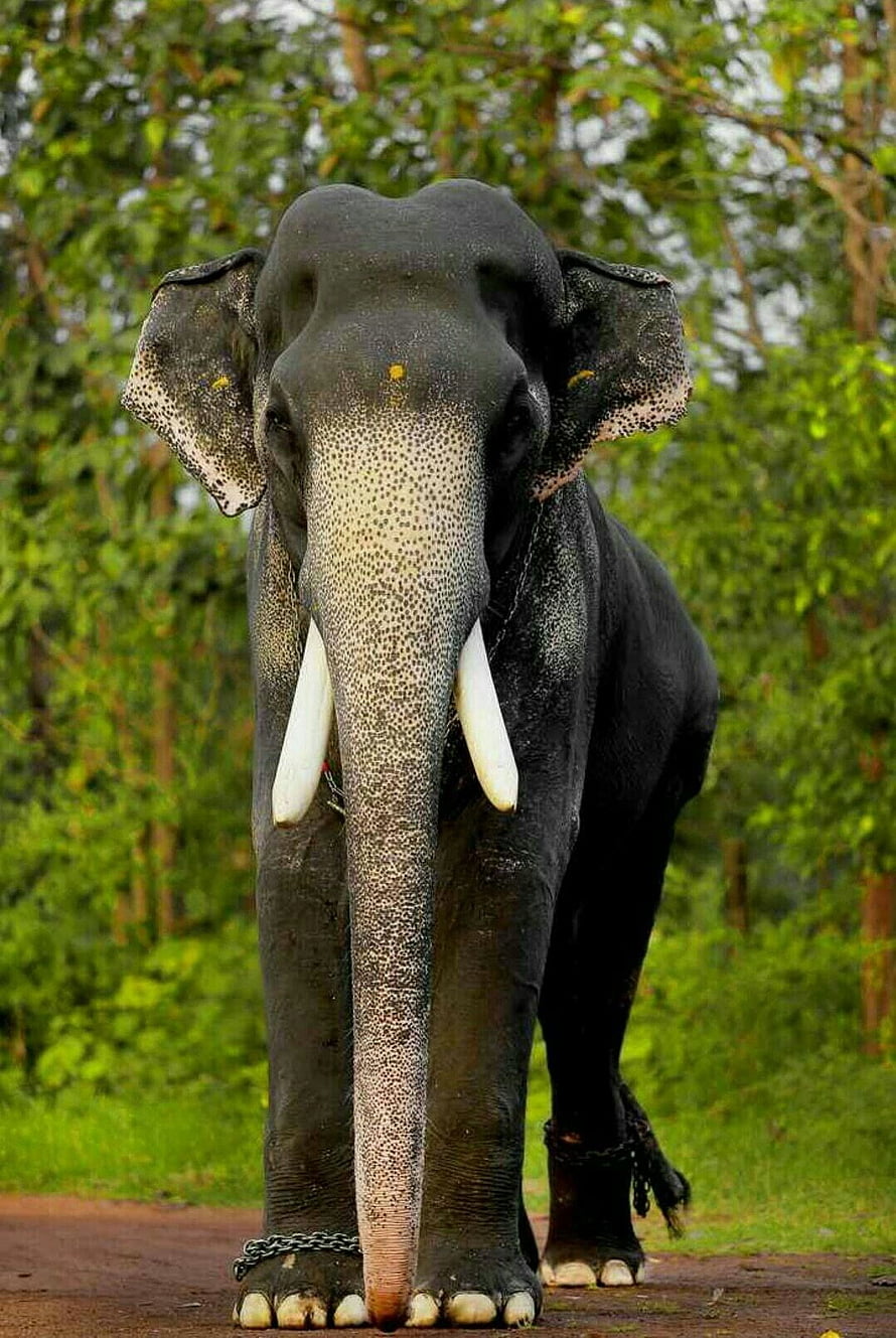 Majestic Asian Elephant with Prominent Tusks Standing in Lush Green Forest HD phone wallpaper