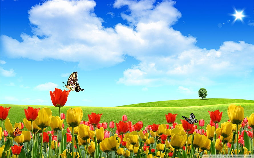 Vibrant Spring Meadow with Red and Yellow Tulips Under a Bright Blue Sky HD wallpaper