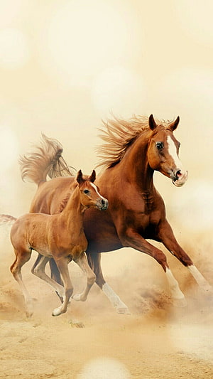 Chestnut Mare and Foal Galloping Through Dusty Desert Landscape HD phone wallpaper