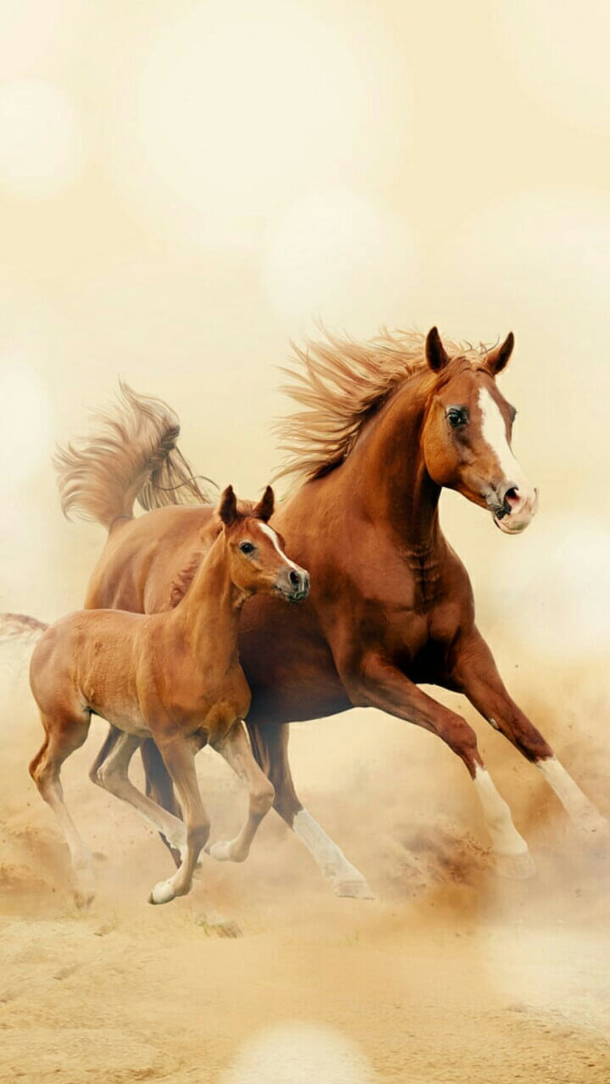 Chestnut Mare and Foal Galloping Through Dusty Desert Landscape HD phone wallpaper