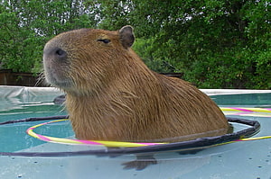 Capybara Relaxing in a Pool with a Colorful Ring HD wallpaper
